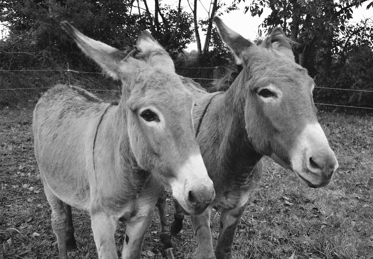donkeys photo black white portrait free photo