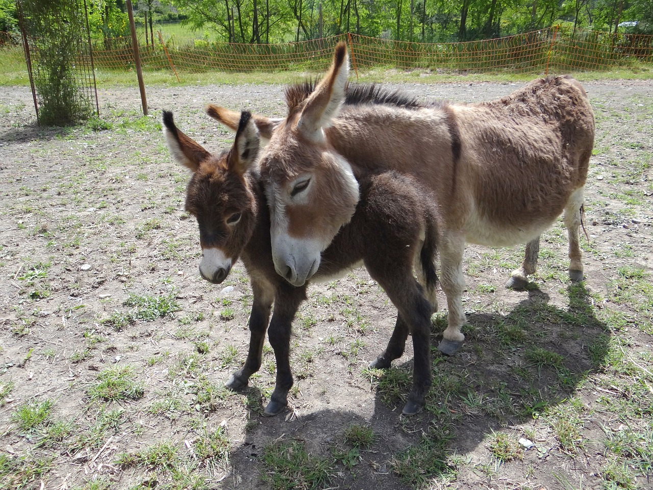 donkeys us american free photo