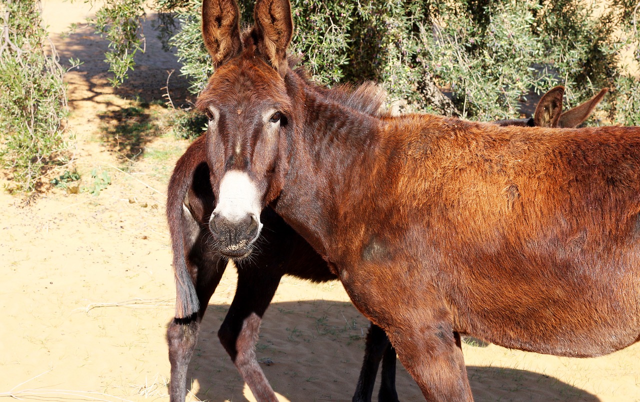 donkeys animals head free photo
