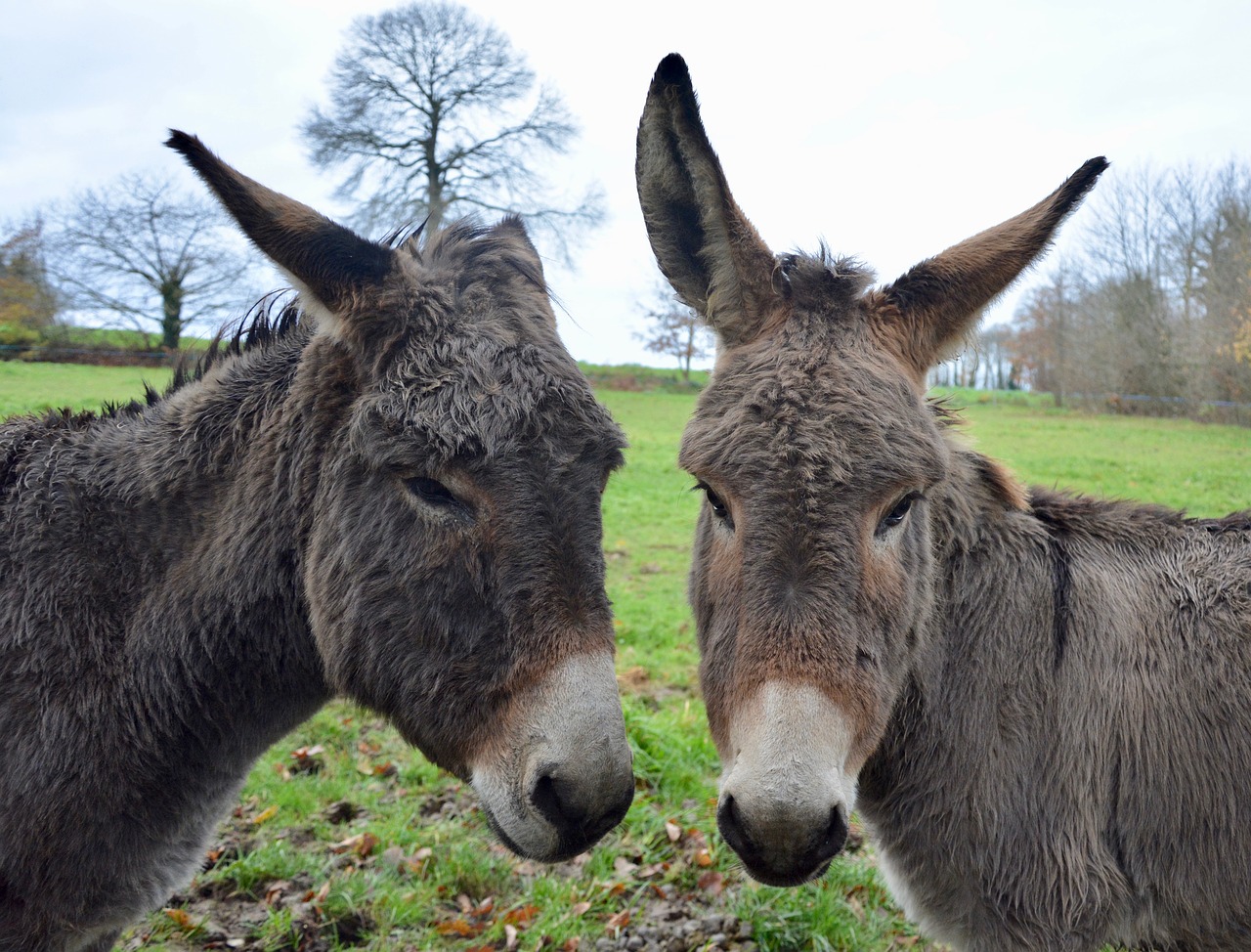 donkeys heads asses long ears free photo