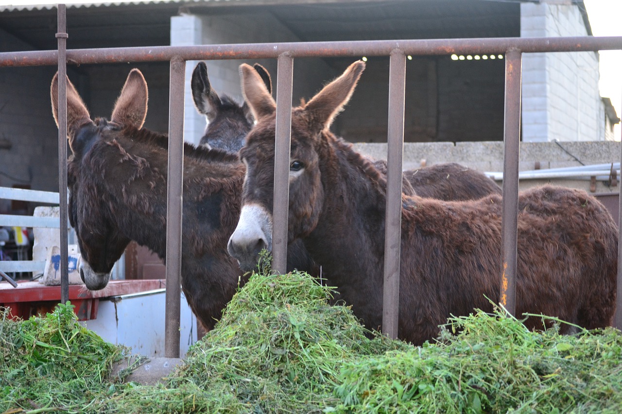 donkeys mallorca animals free photo