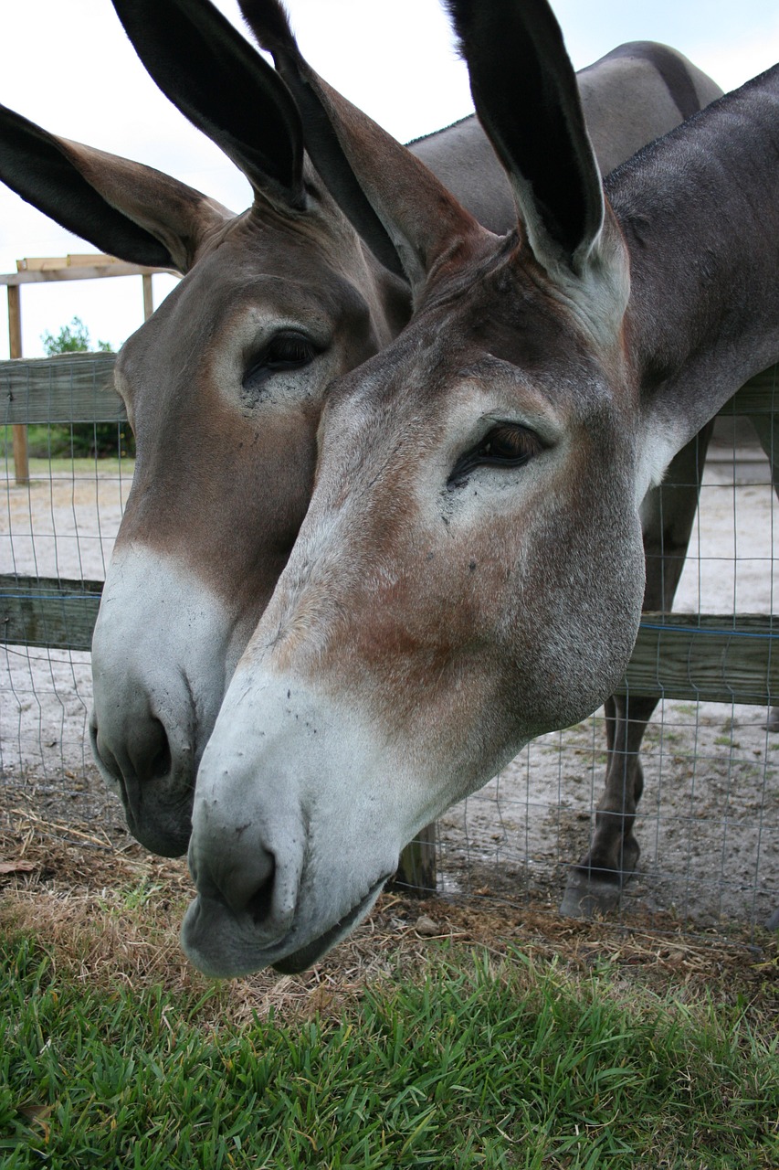donkeys burros side free photo
