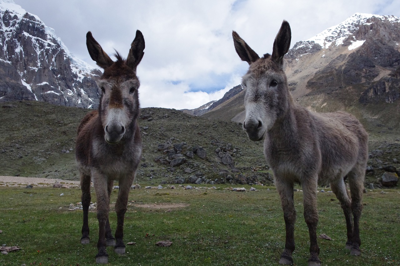 donkeys adventure peru free photo