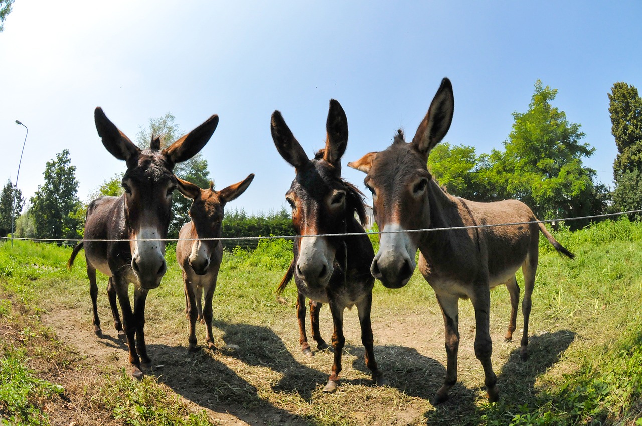 donkeys campaign italy free photo