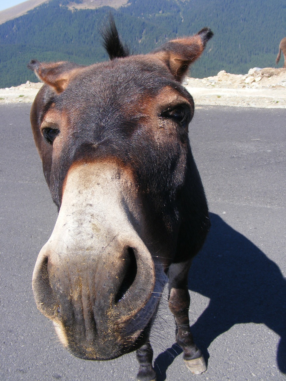 donkeys mountain road free photo