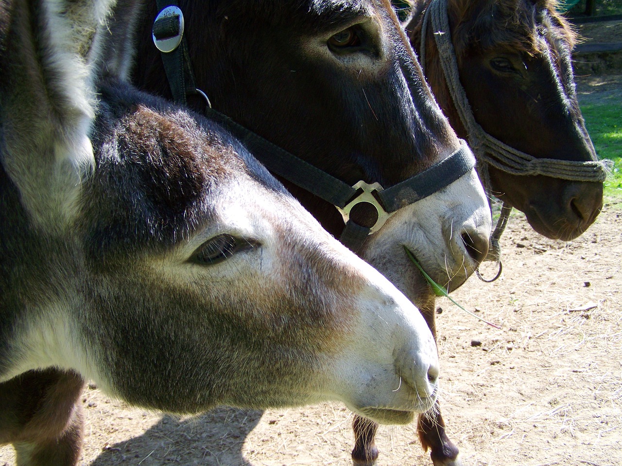 donkeys pets ungulates free photo