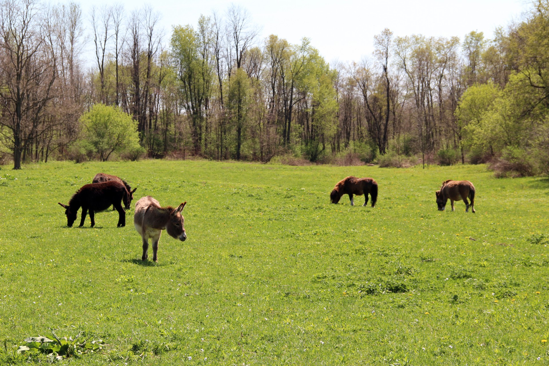 donkey farm donkeys free photo