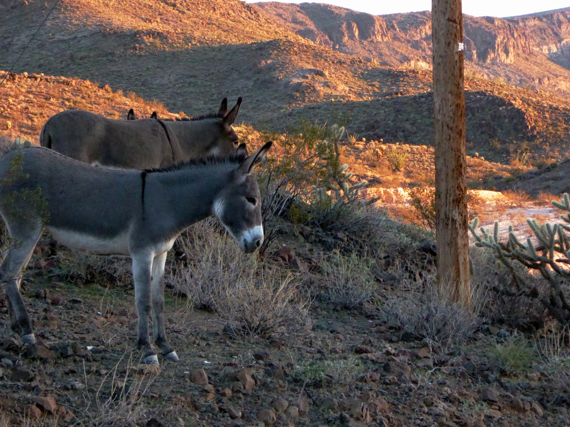 donkey donkeys desert free photo