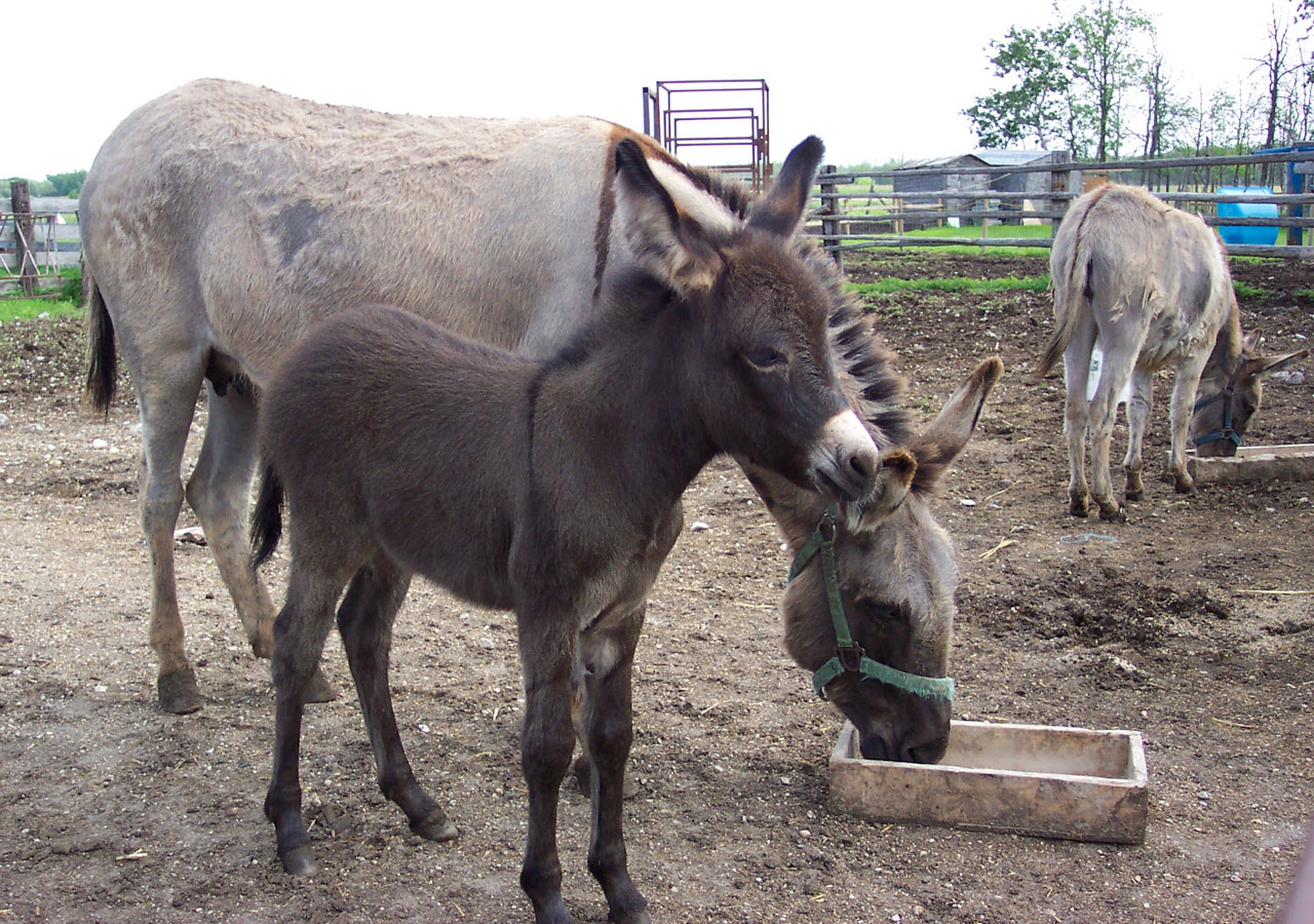 donkey farm country free photo