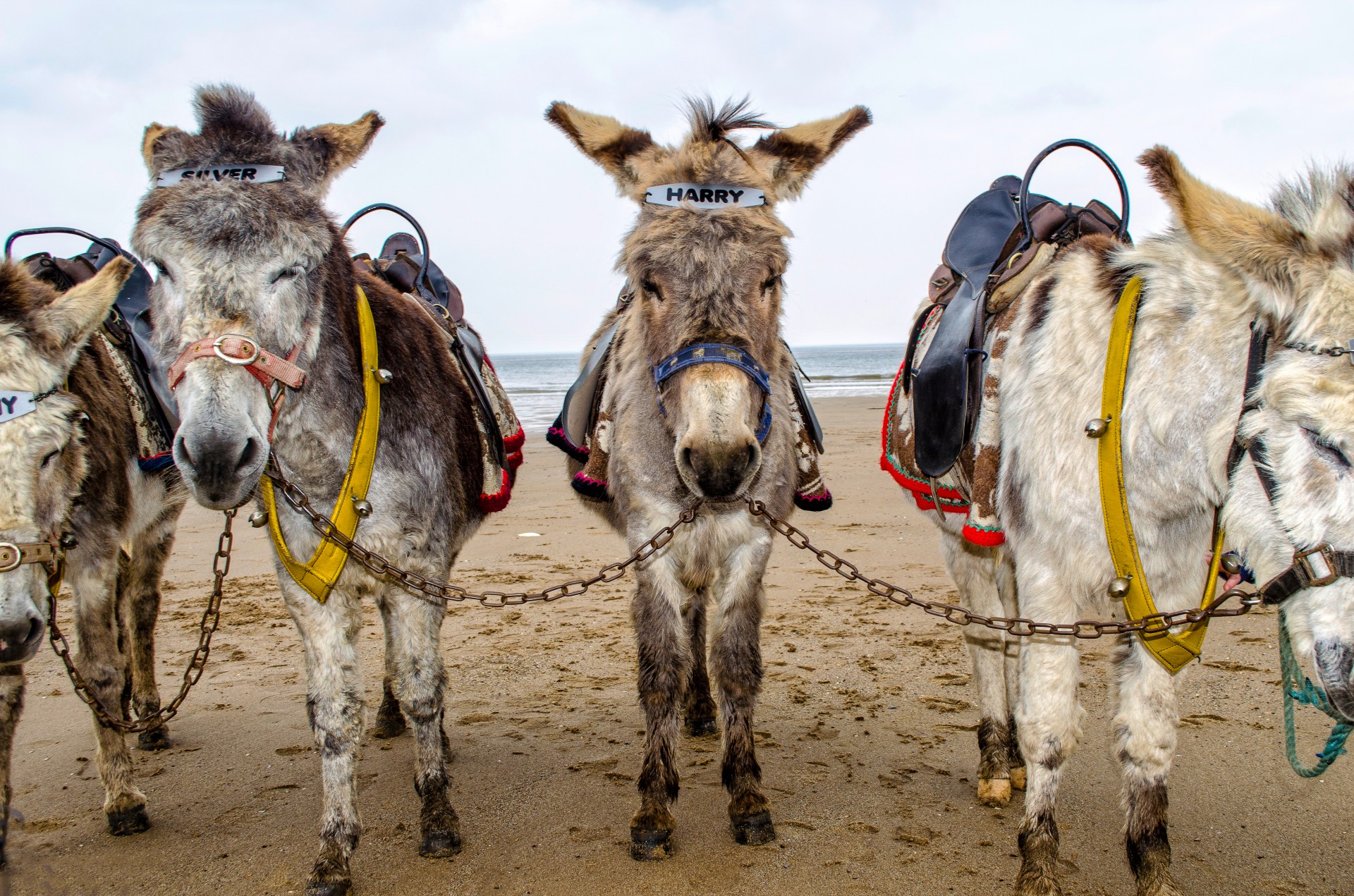 donkey beach holiday free photo