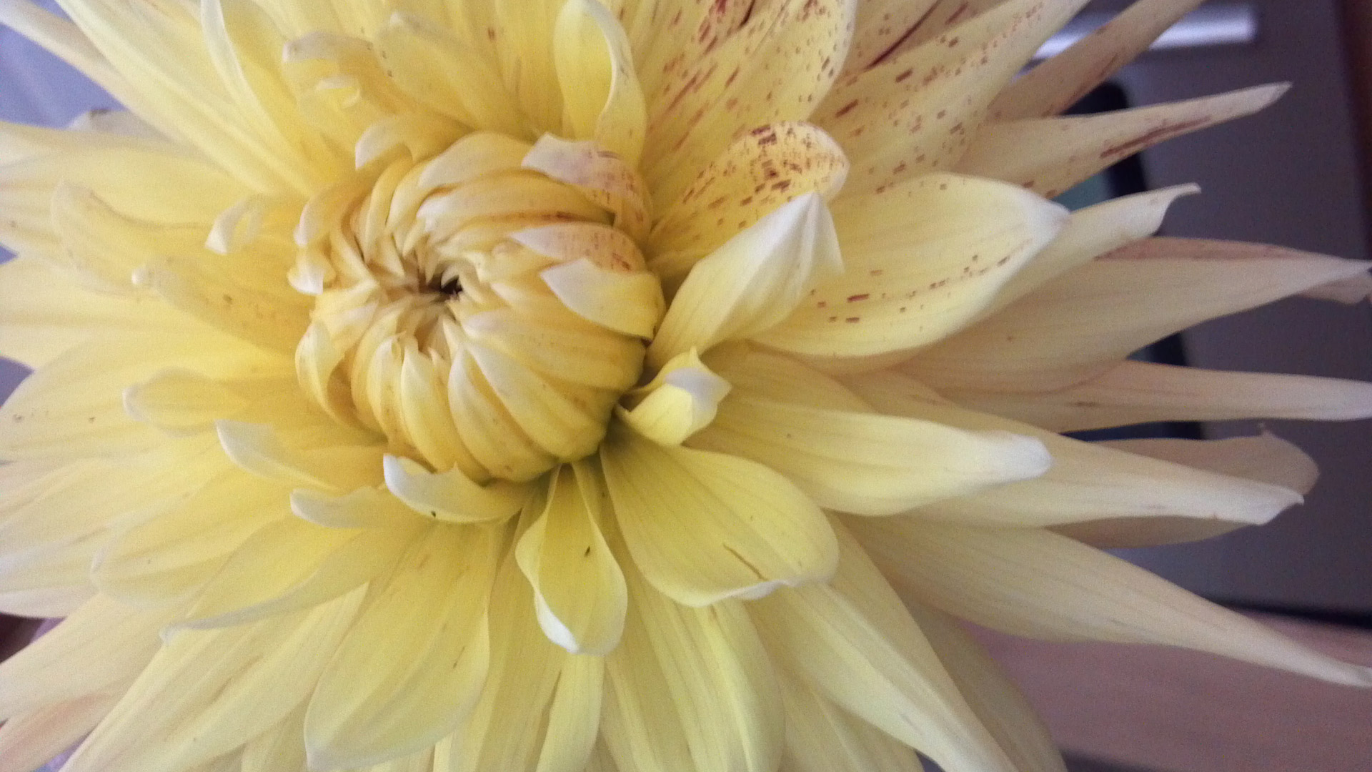 yellow dinner plate free photo