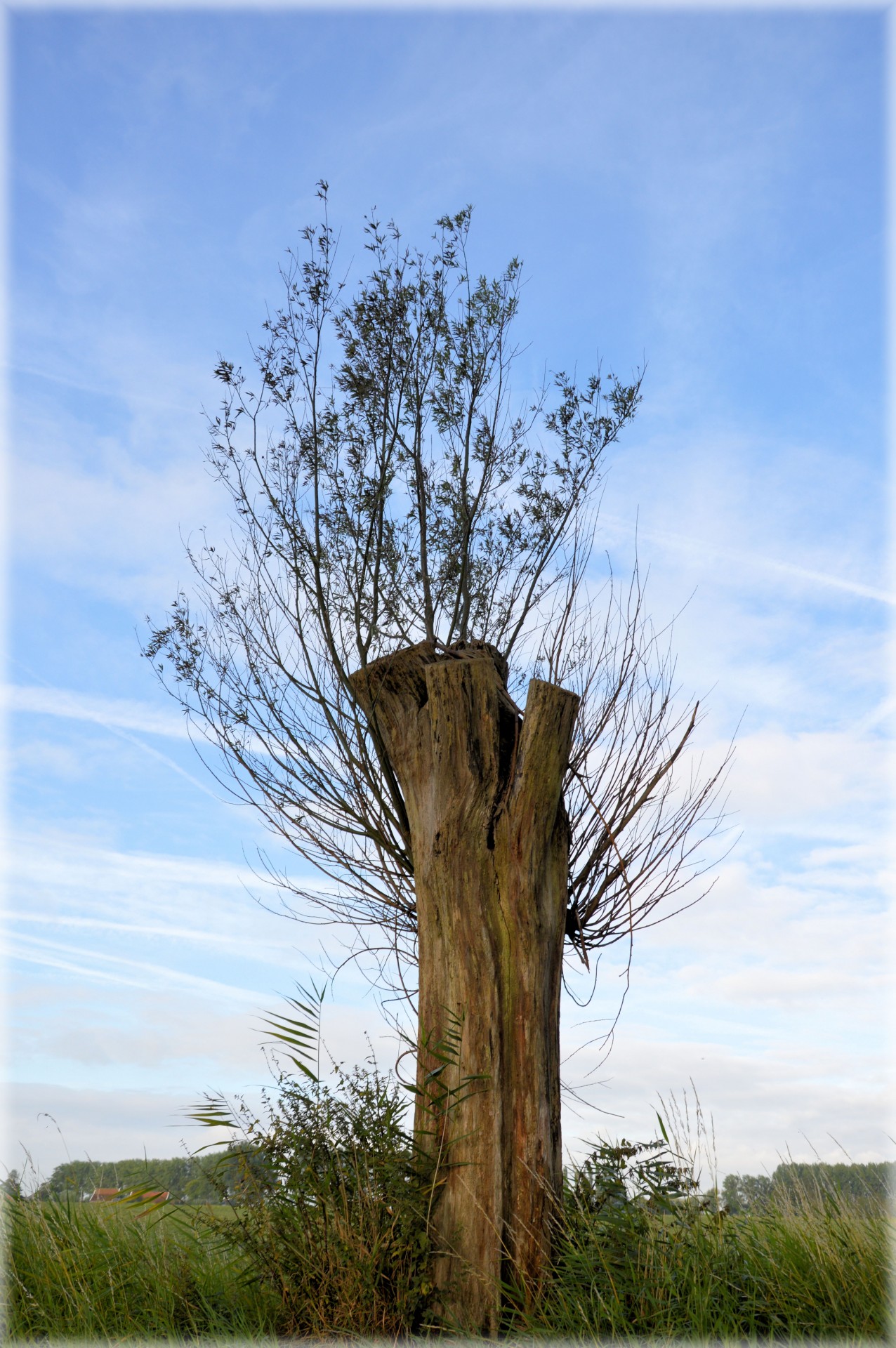 weeping willow tree blossom free photo