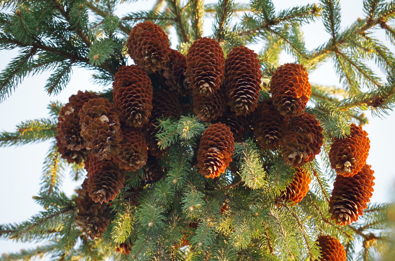 donuts conifer brown free photo