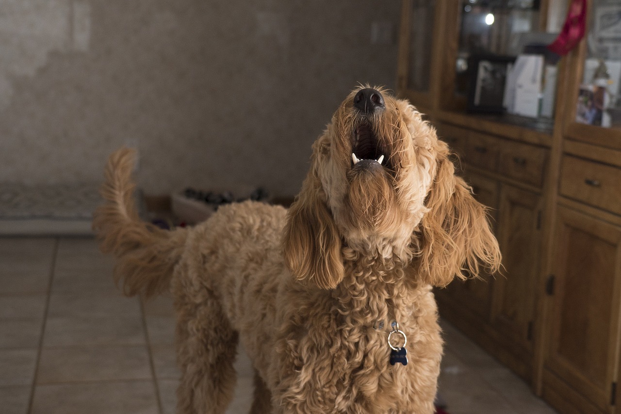 doodle barking dog woof free photo