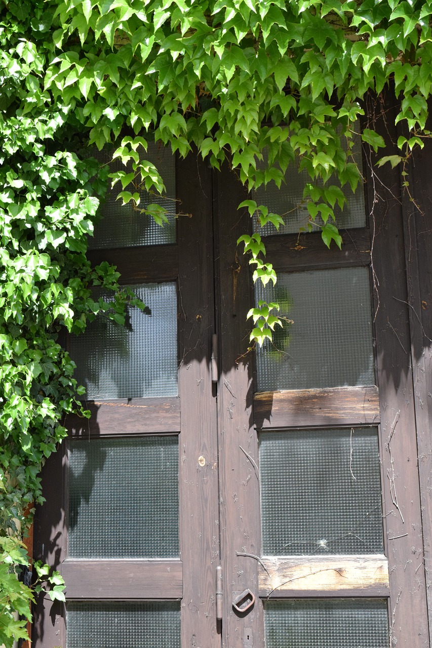 door overgrown ivy free photo