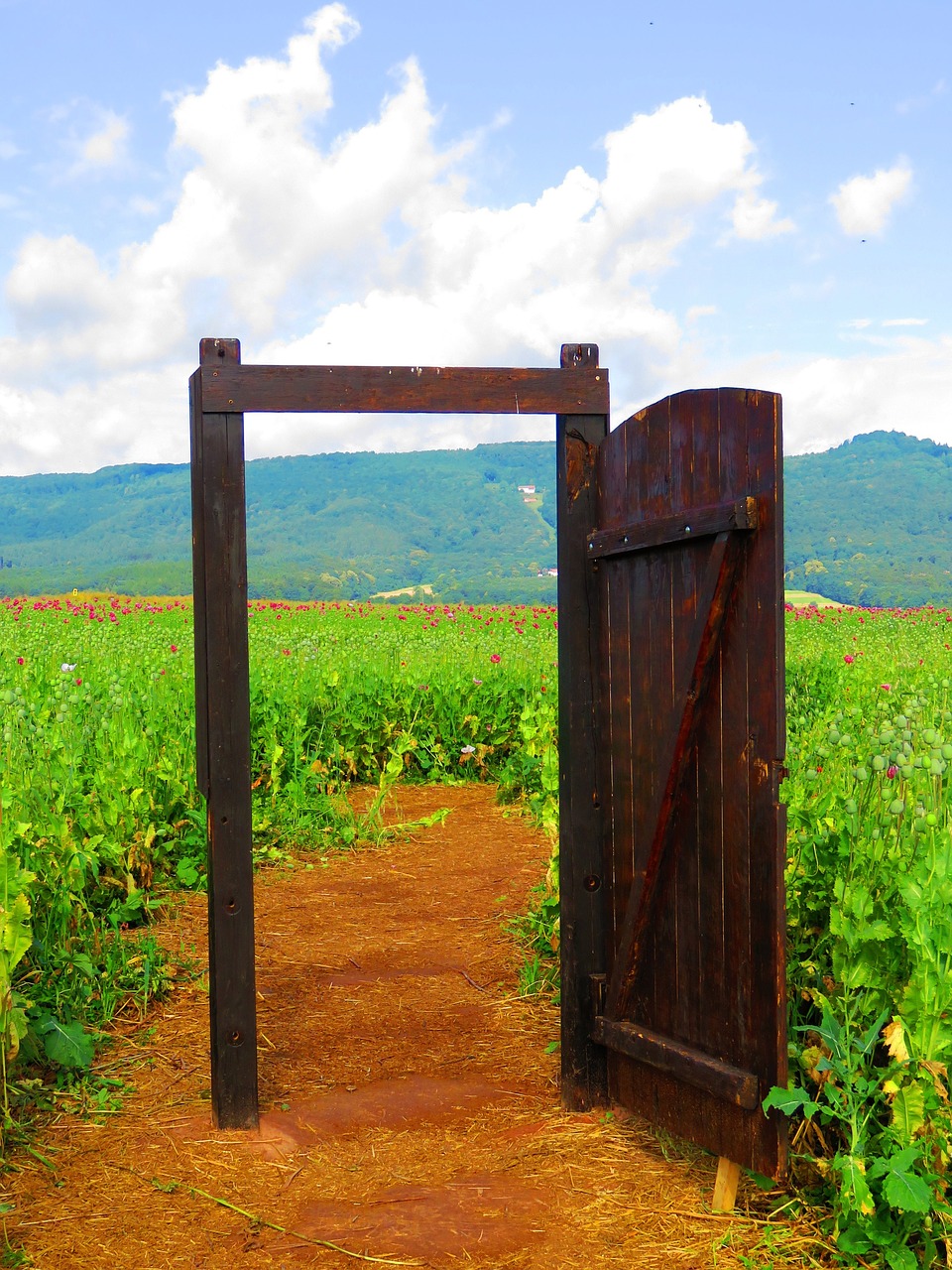 door field flowers free photo