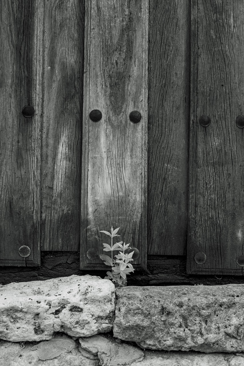 door plant stone free photo