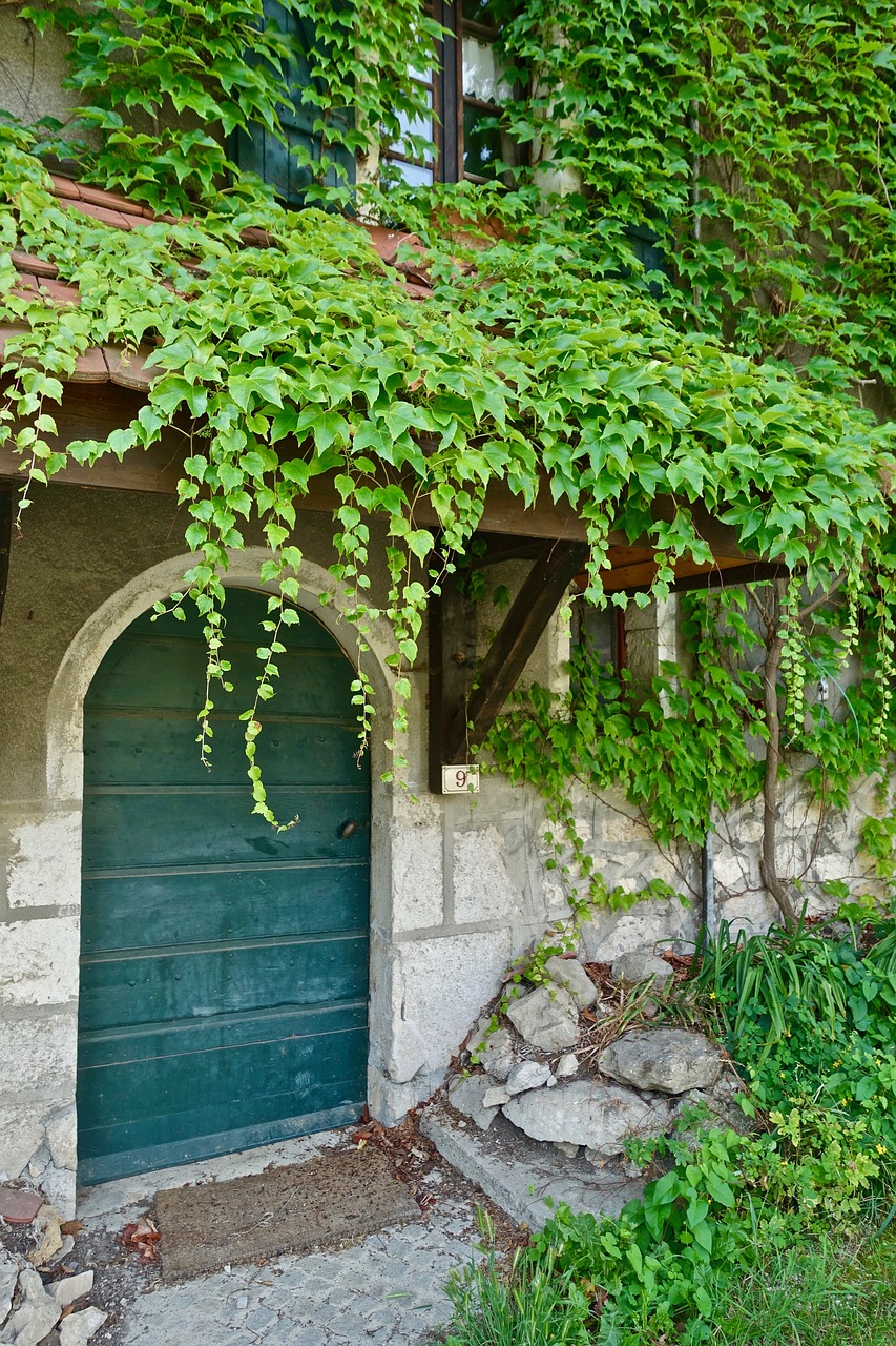 door  entrance  leaf free photo