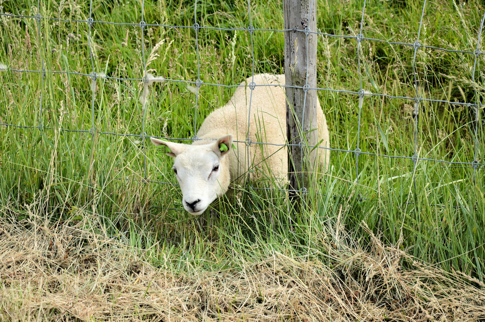 sheep farm nature free photo