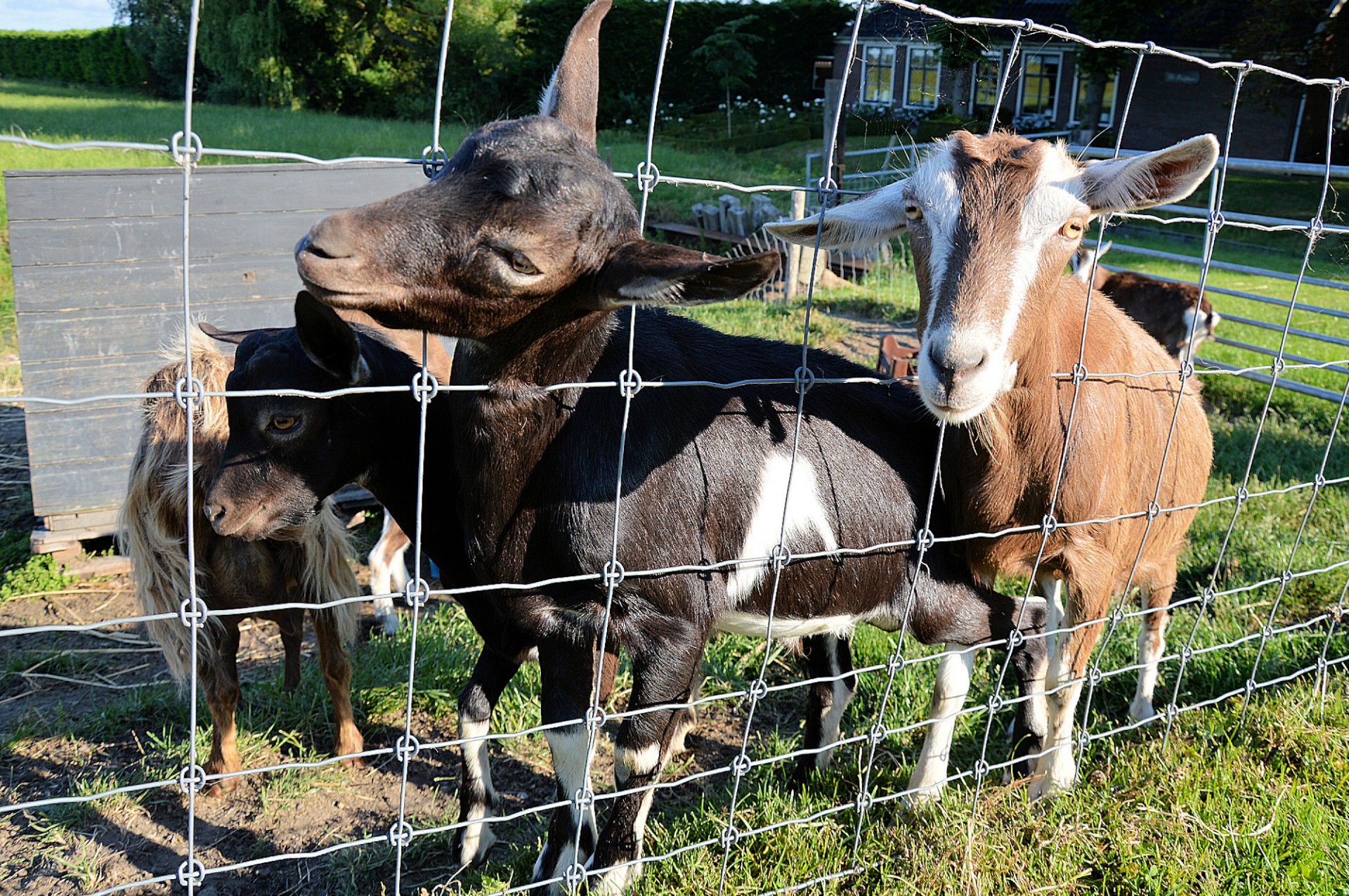 goat farm livestock free photo