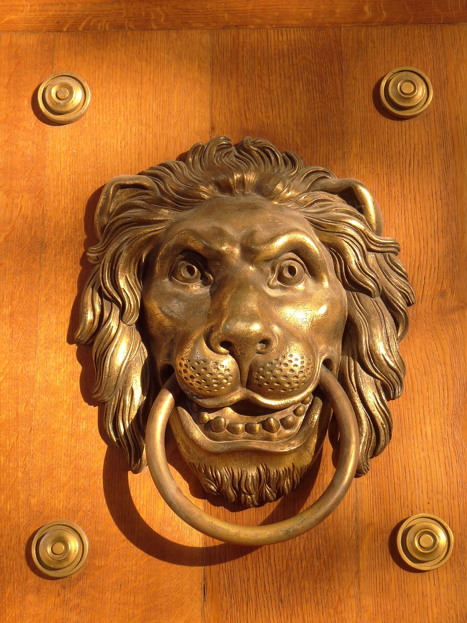door knocker the head of a lion the door free photo