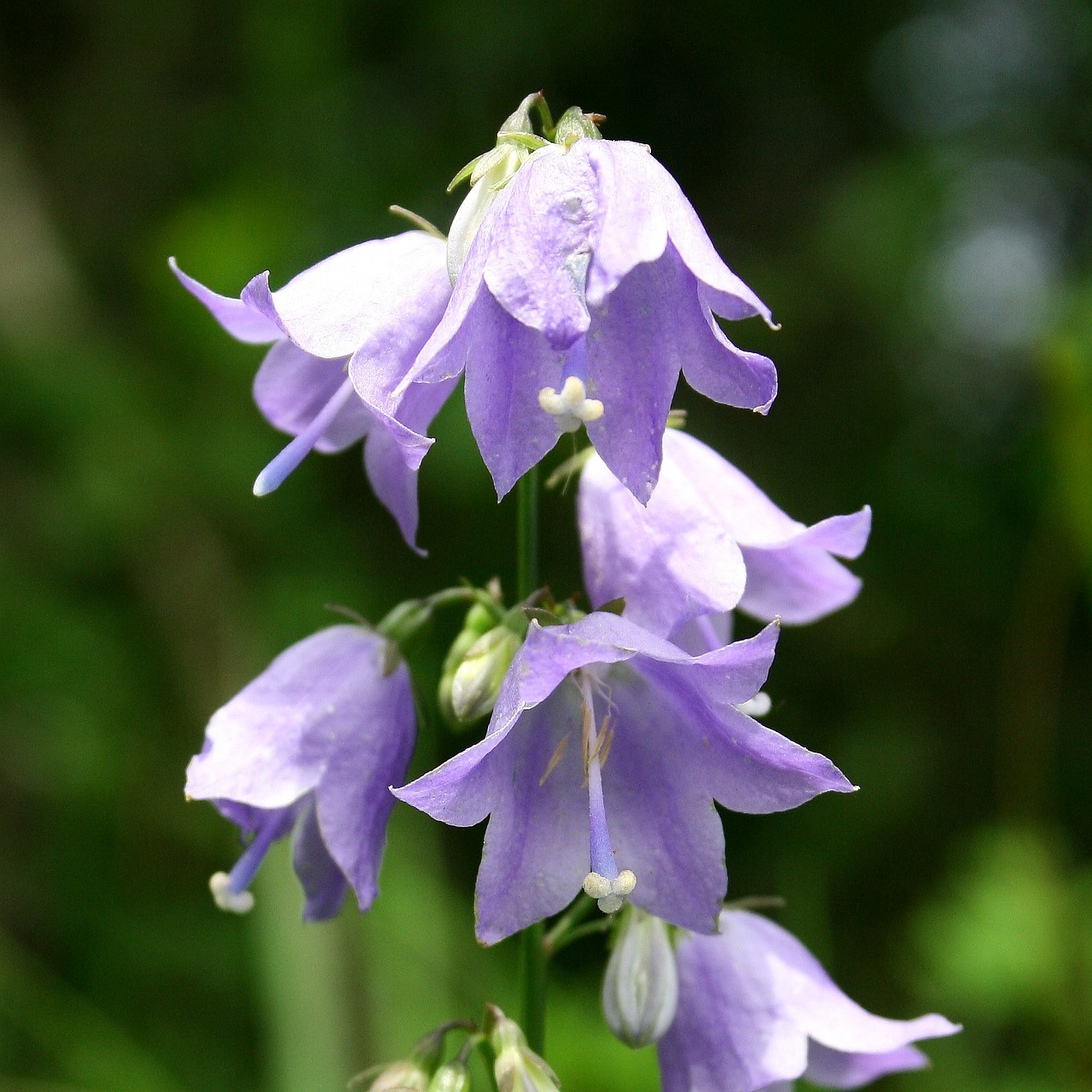 dora not rod wildflower mt paektu free photo