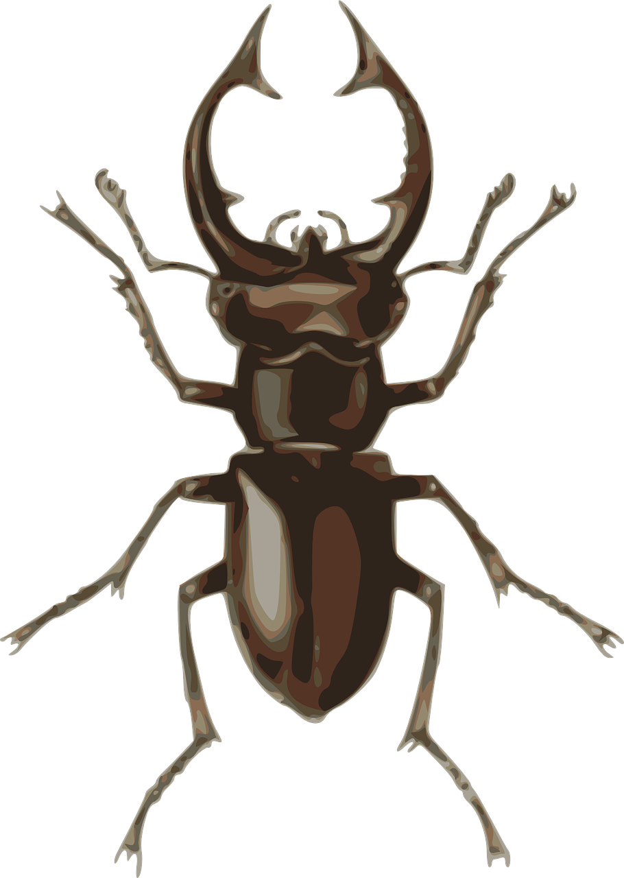 dorbeetle insect beetle free photo