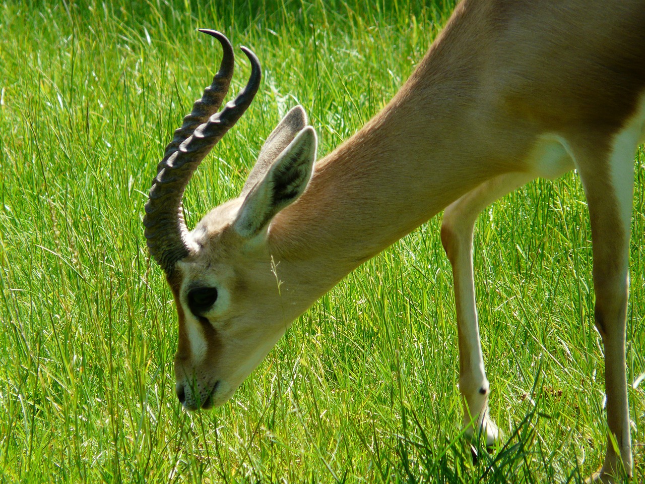 dorcas gazelle gazelle desert animal free photo