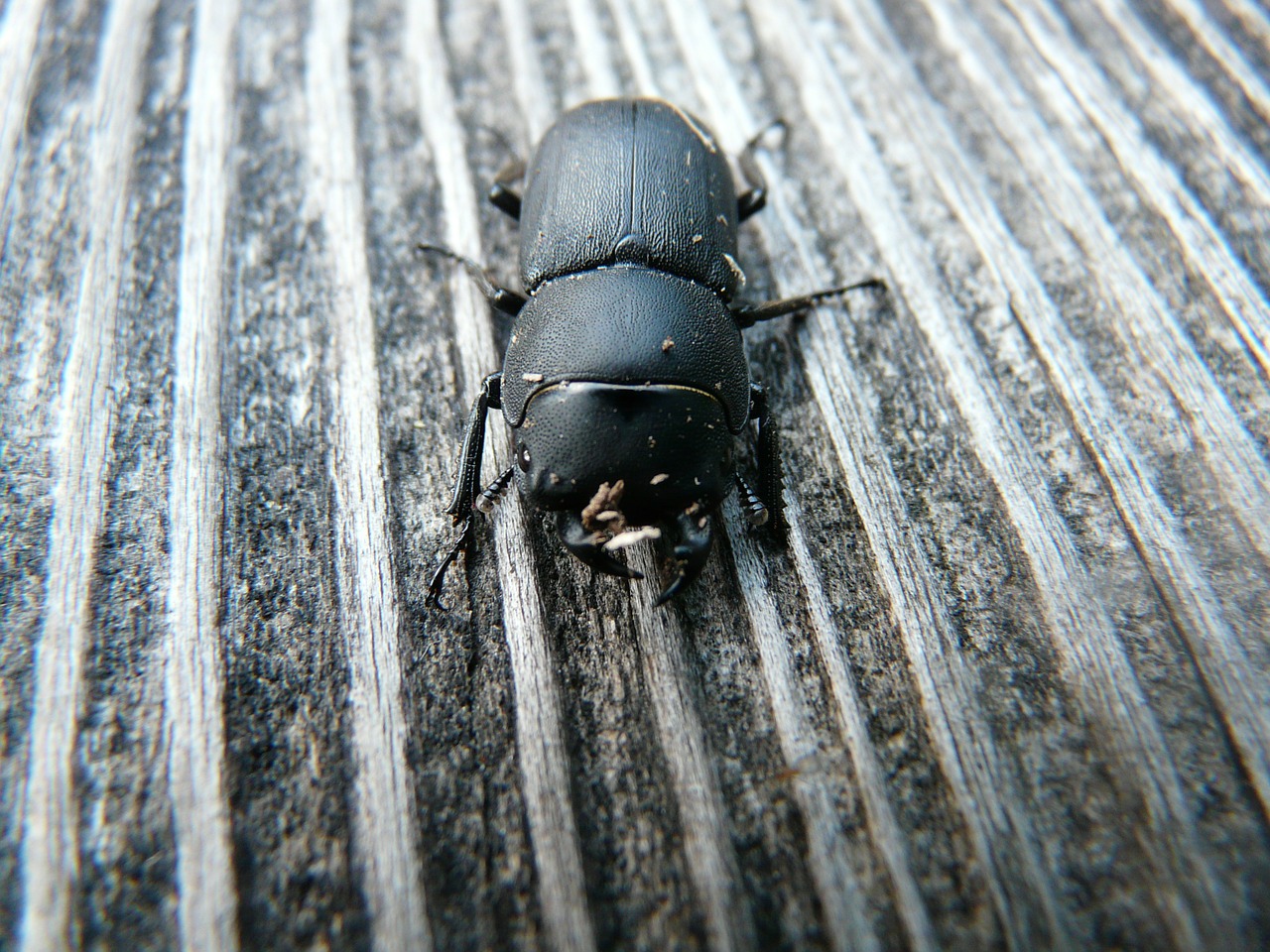 dorcus parallelipipedus beetle schröter free photo