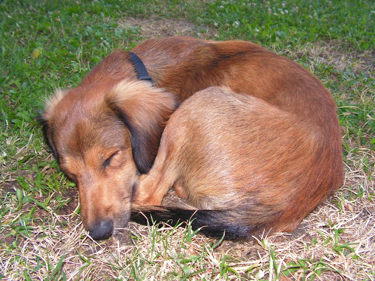 dormant dog klubíčko free photo