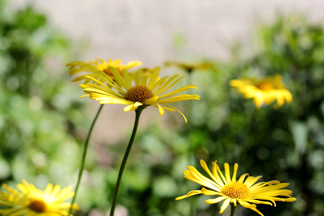 doronicum  voorjaarszonnebloem  spring free photo