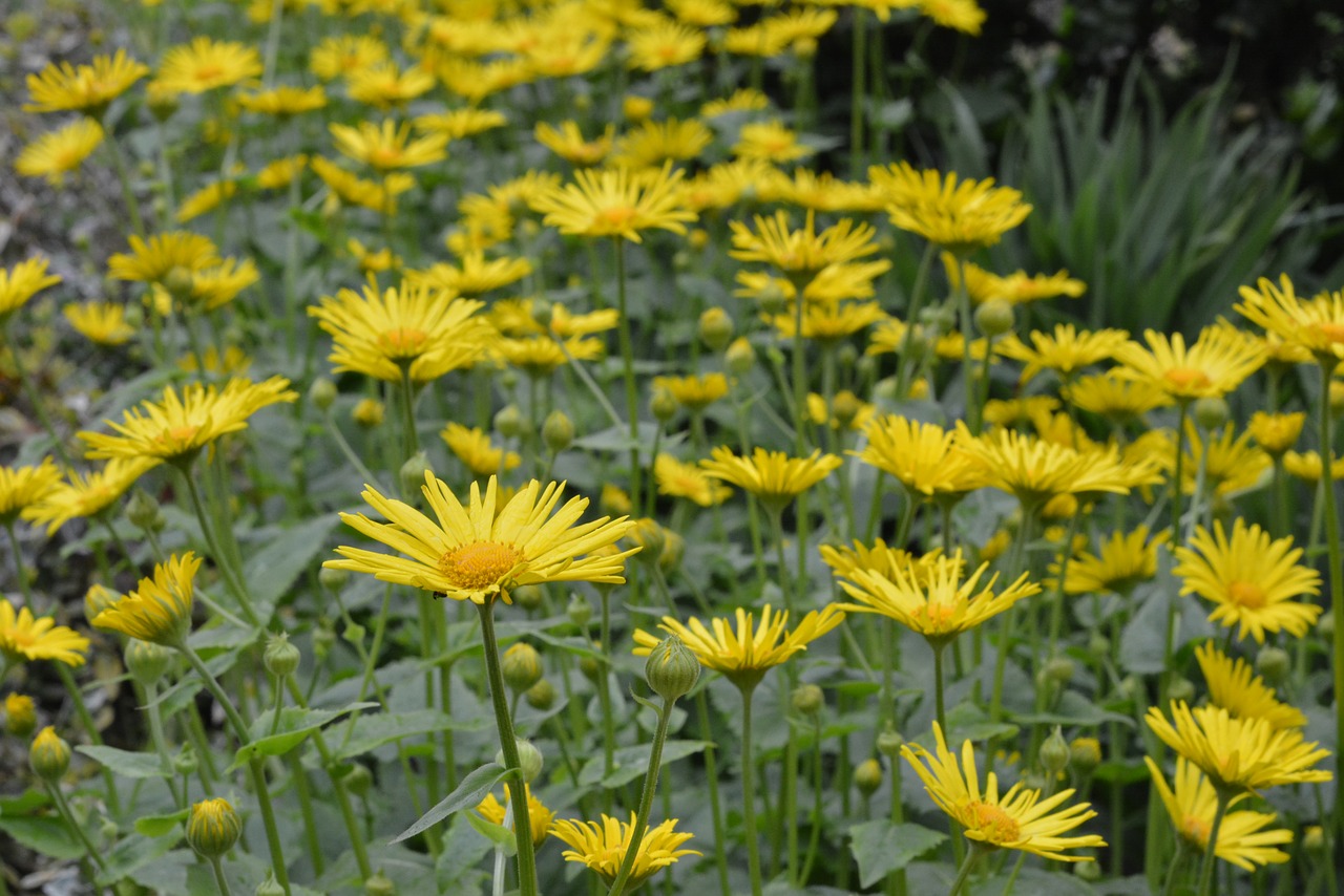 doronikum caucasian yellow flowers free photo