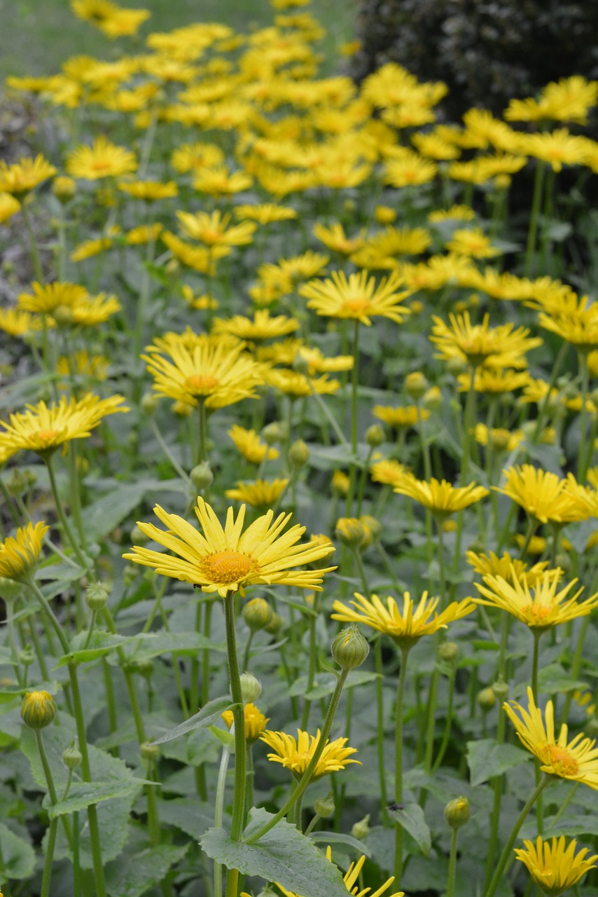 doronikum caucasian yellow flowers free photo