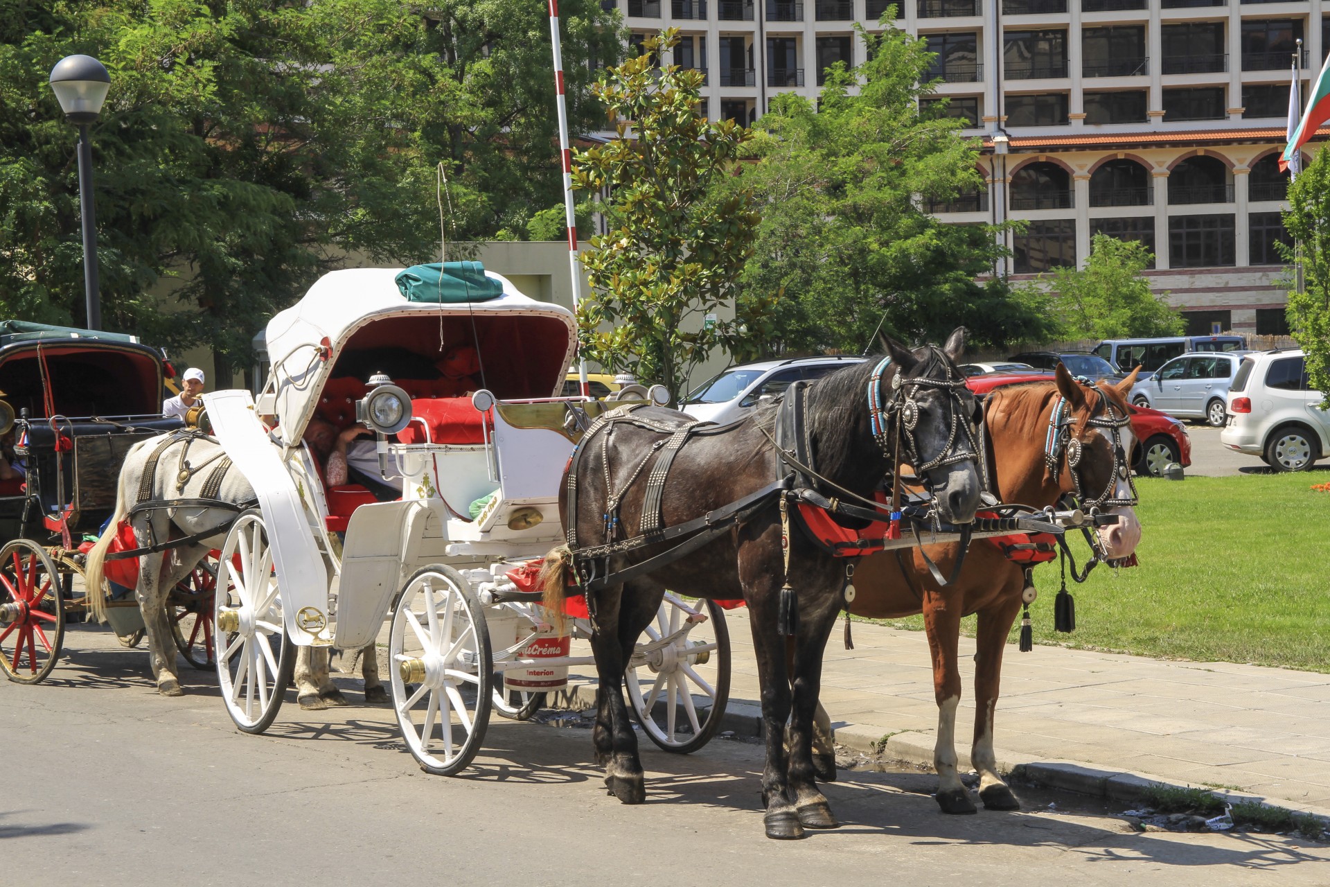 cab horse horses free photo