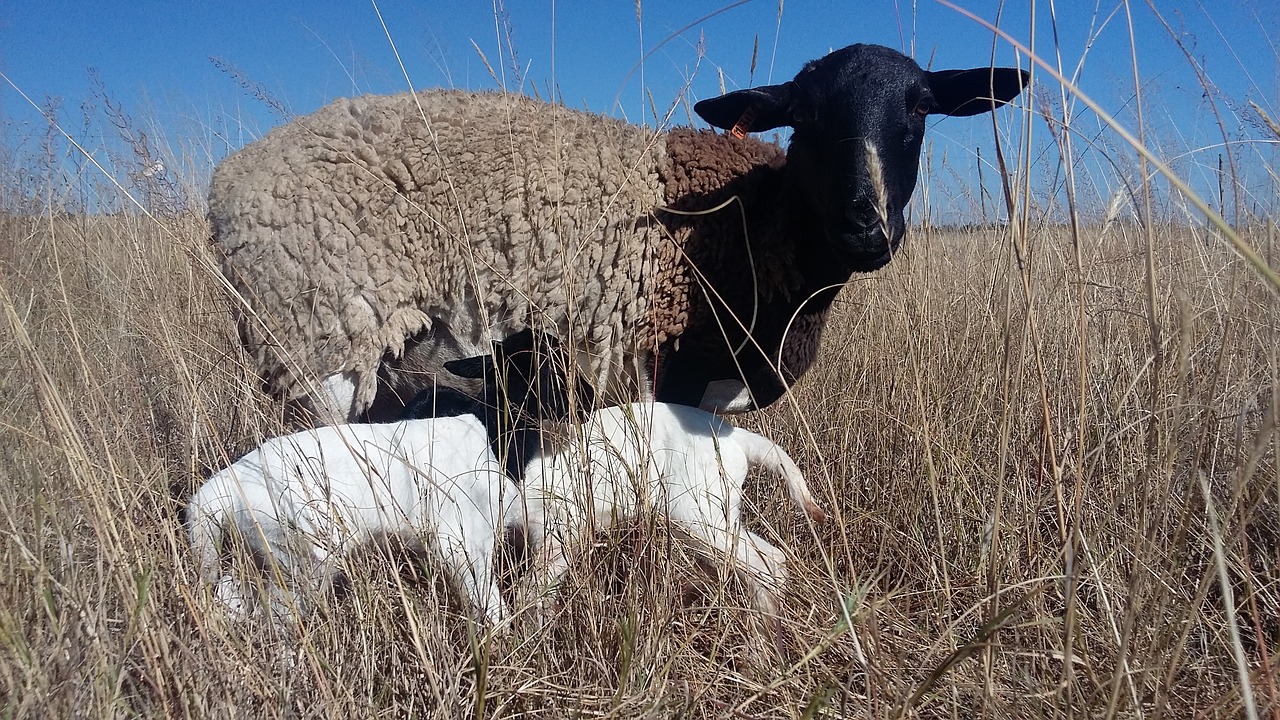 dorper sheep twin lambs free photo