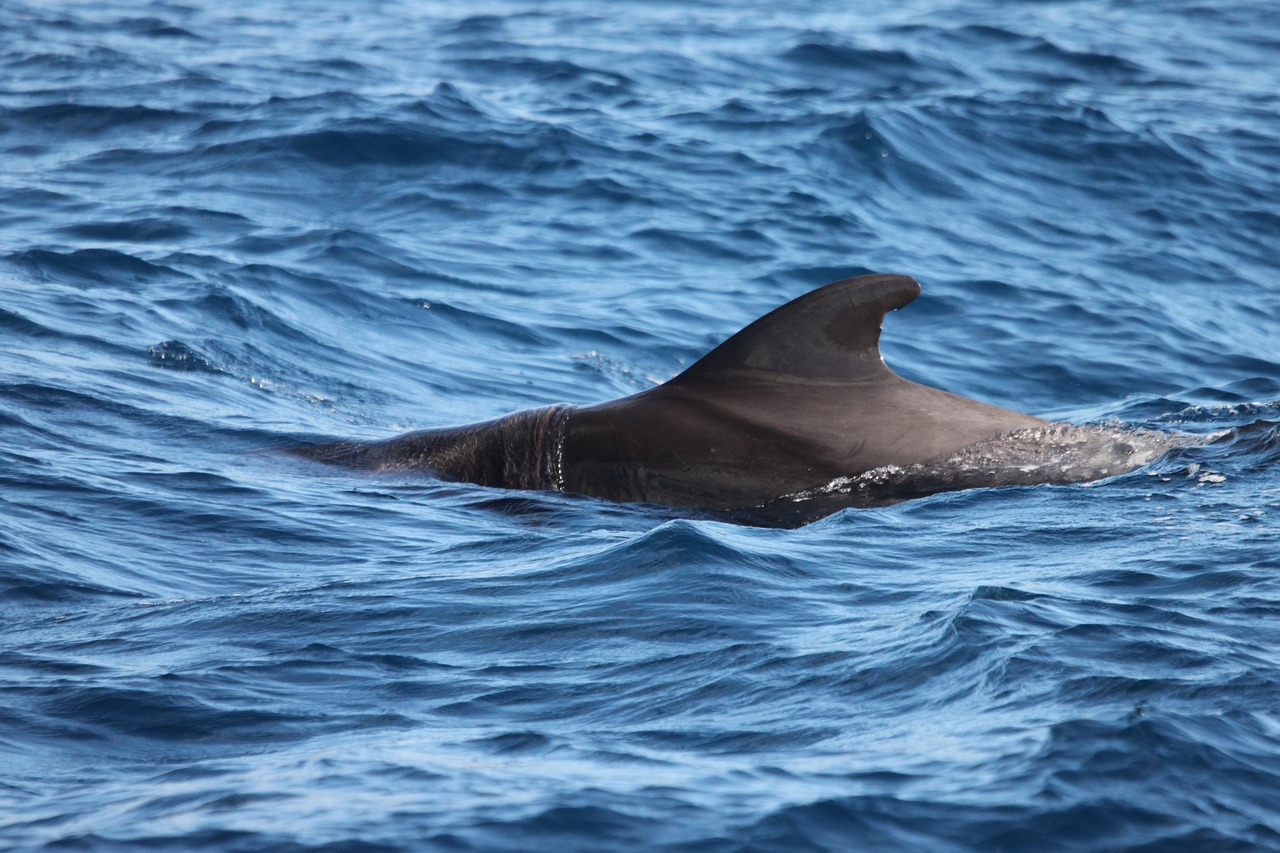 dorsal fin  dolphin  tenerife free photo