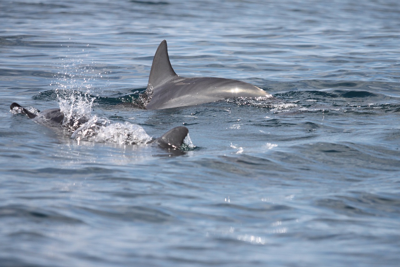 dorsal fin  dolphins  marine mammals free photo