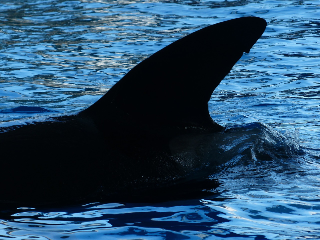dorsal fin wal killer whale free photo