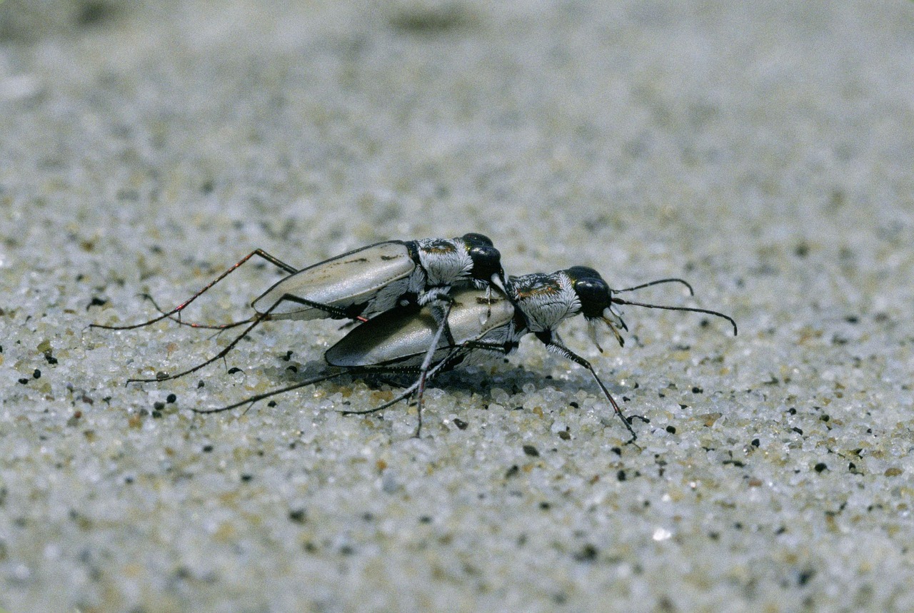 dorsalis cicindela beetles free photo
