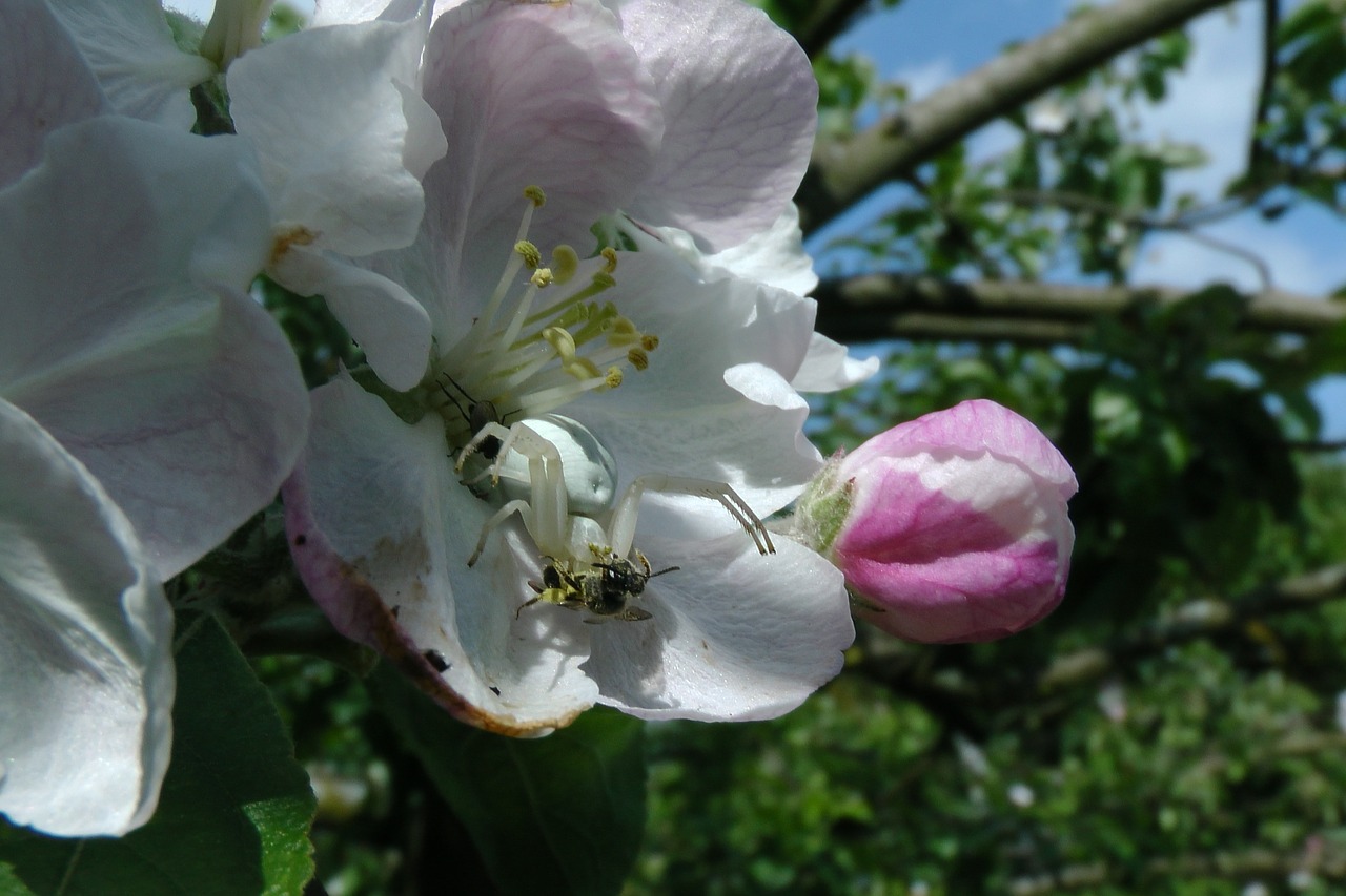 dorsata spider apple blossom free photo