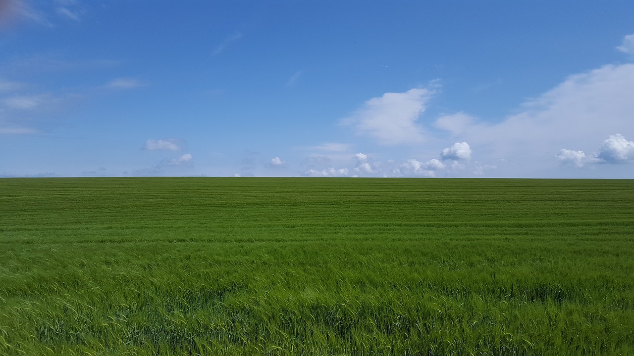 dorset  cornfields  blue skies free photo