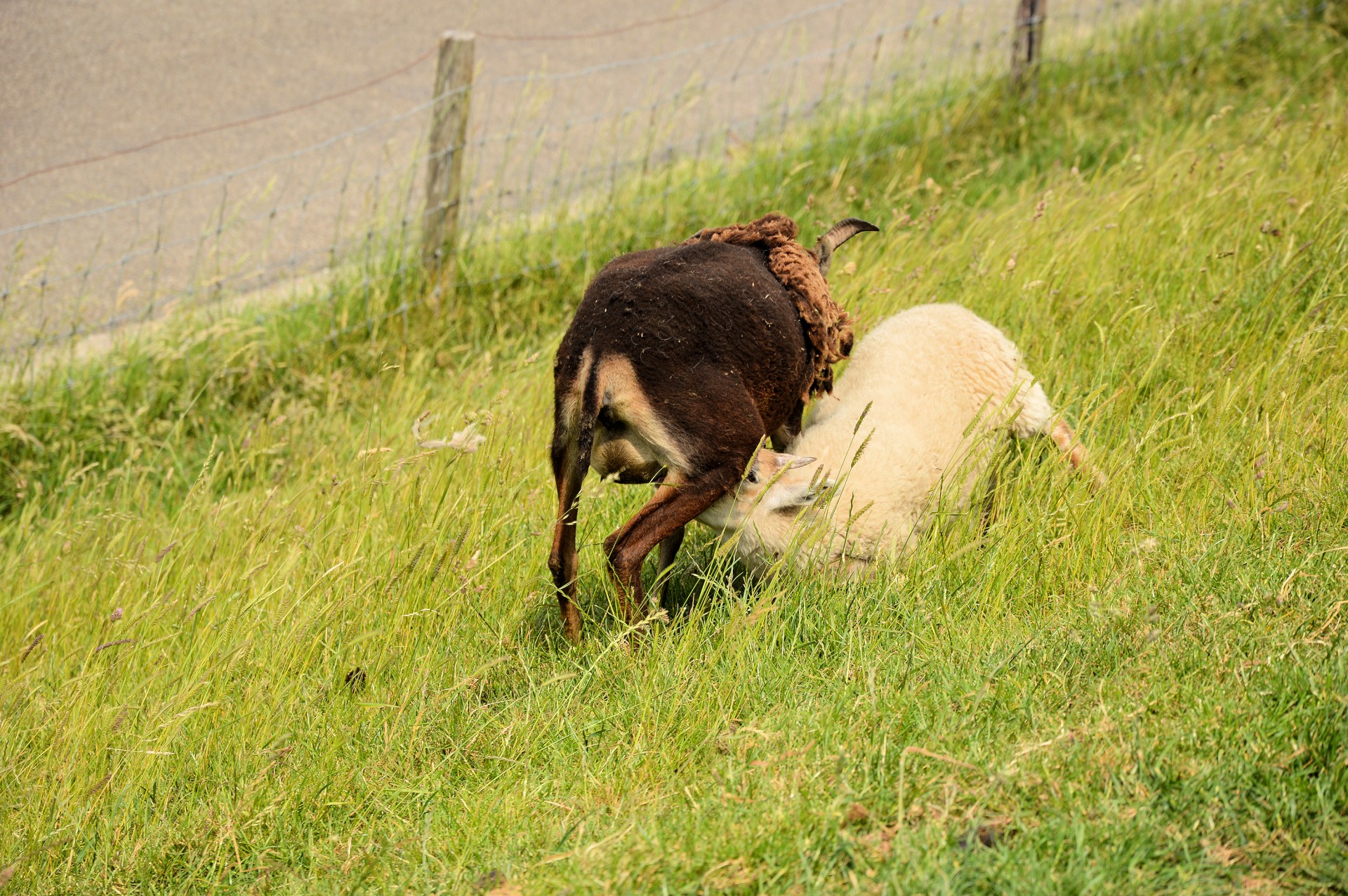 sheep lamb cattle free photo