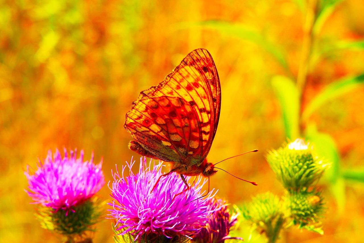 dostojka hollis  insect  butterfly day free photo