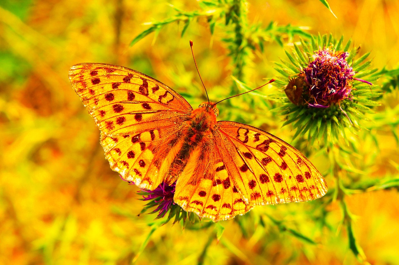 dostojka hollis  insect  butterfly day free photo