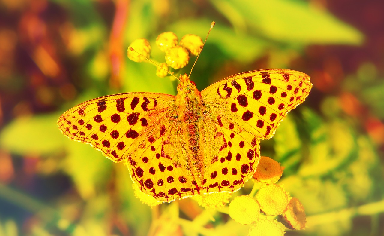 dostojka hollis  insect  butterfly day free photo