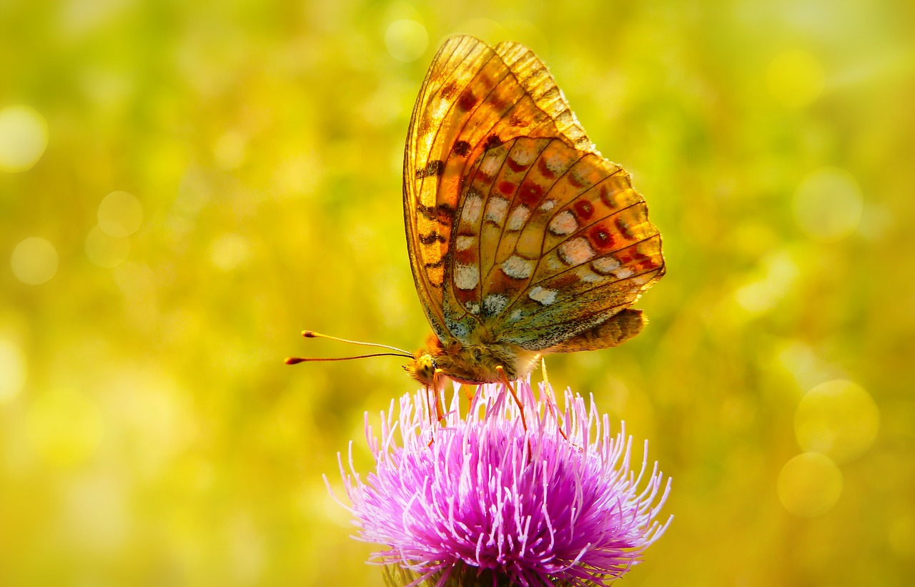 dostojka to fly  butterfly day  insect free photo