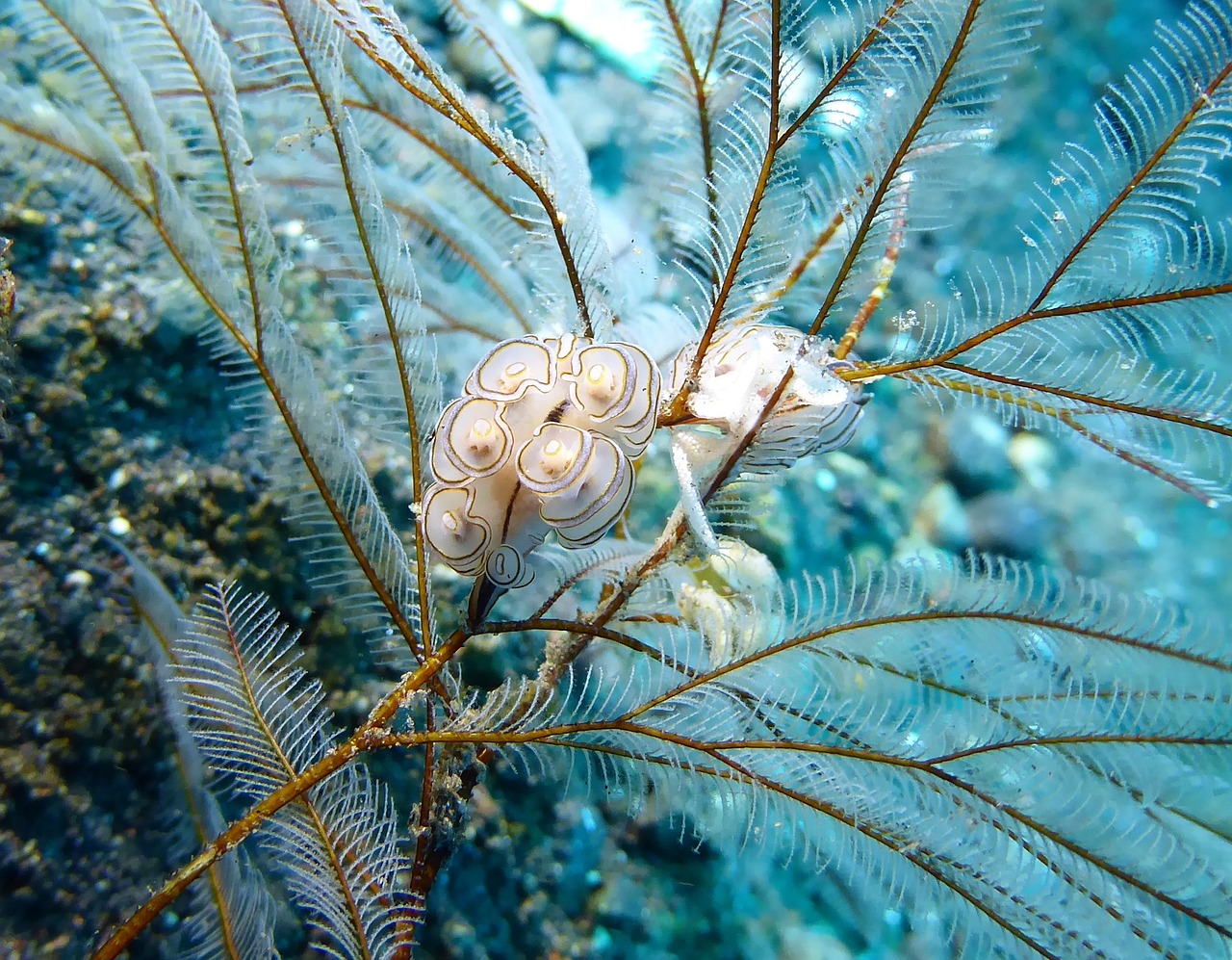 doto nudi nudibranch free photo
