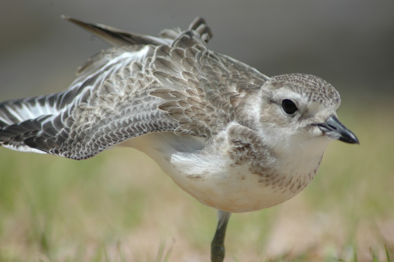 dotterel new zealand bird free photo