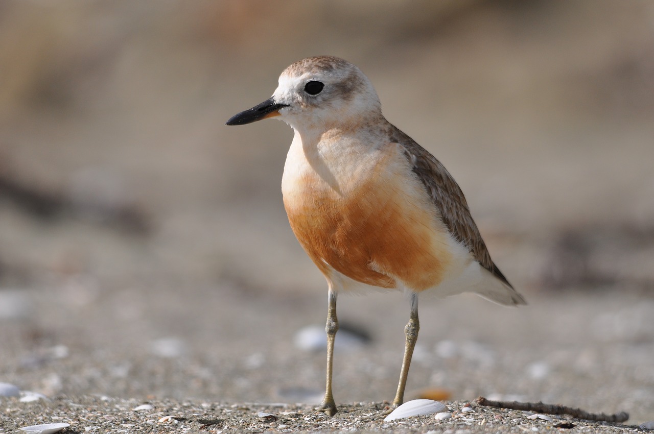 dotterel male new zealand free photo