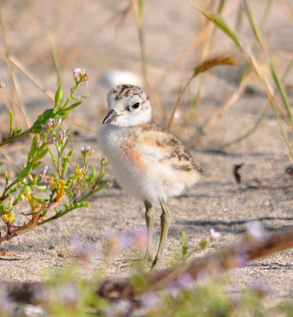 dotterel chick new zealand precocial free photo